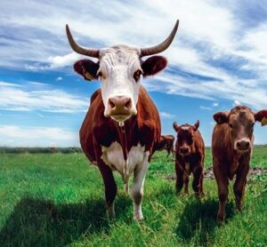 D.A. 海洋矿物质动物营养精华系列